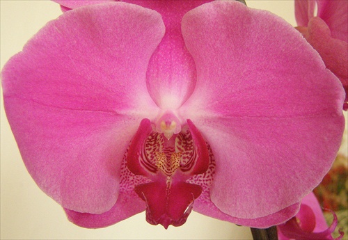 Orchidea