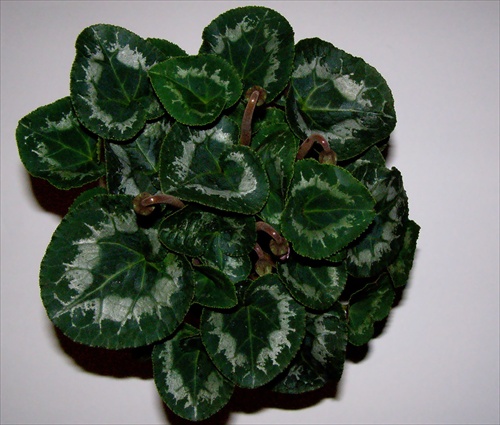 cyclamen