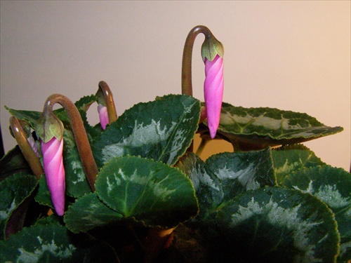 cyclamen