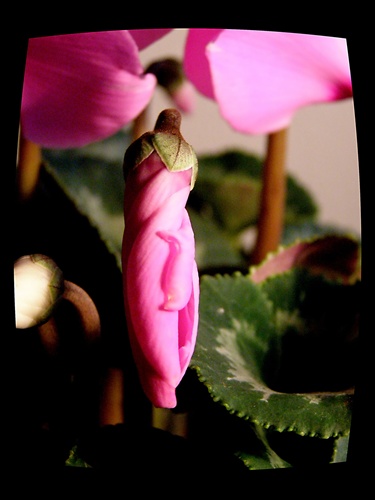 cyclamen