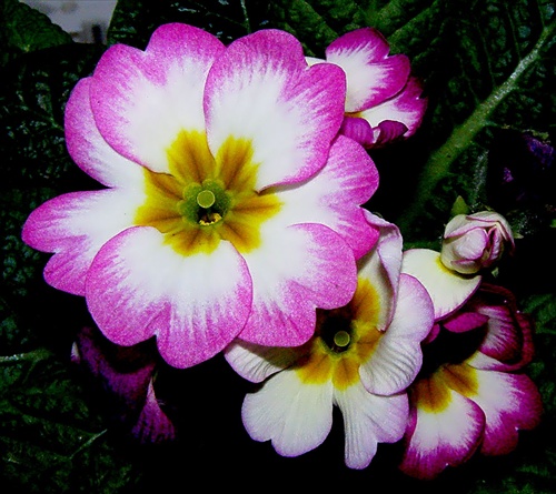 Primula acaulis