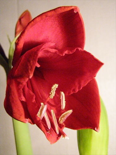 Amaryllis Hippeastrum