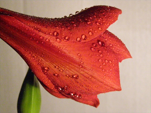 Amaryllis Hippeastrum orosený