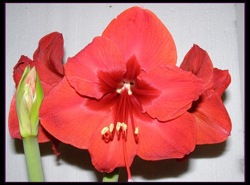 Amaryllis Hippeastrum