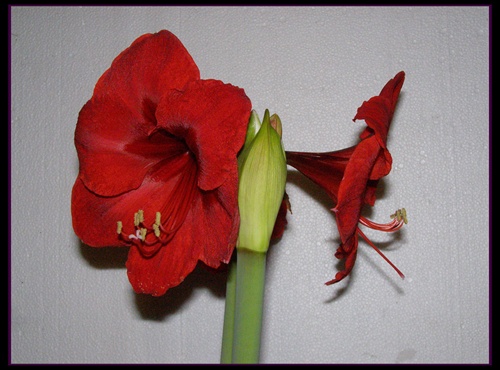 Amaryllis Hippeastrum