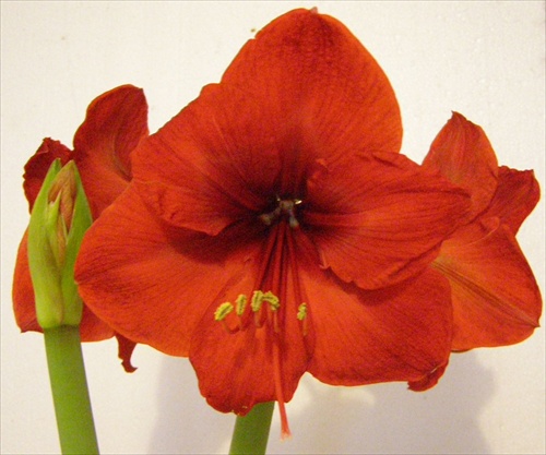 Amaryllis Hippeastrum