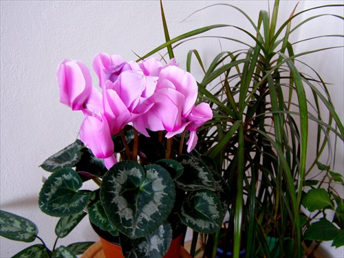 cyclamen