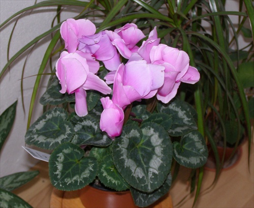 cyclamen