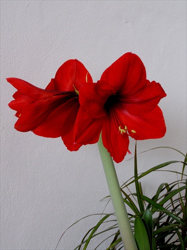 Amaryllis Hippeastrum