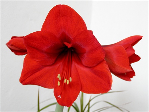 Amaryllis Hippeastrum