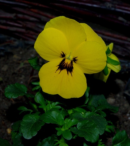 Primula acaulis