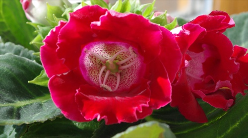 Gloxinia makro