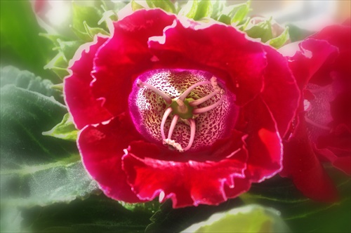 Gloxinia makro