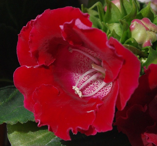 Gloxinia makro