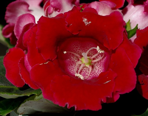 Gloxinia makro pre Helku