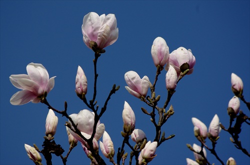 Magnolia