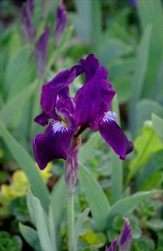 iris