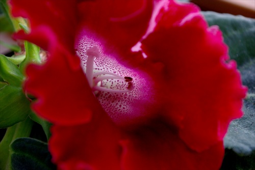 Gloxinia makro