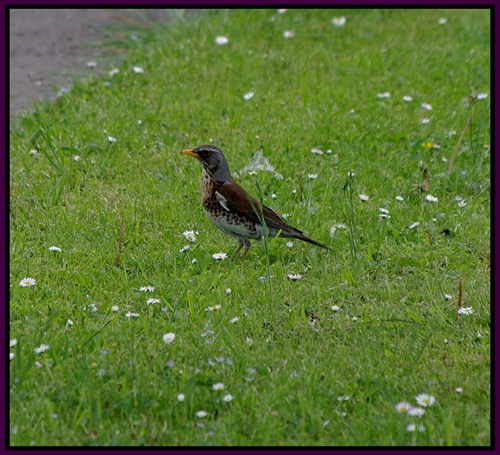 Turdus pilaris?