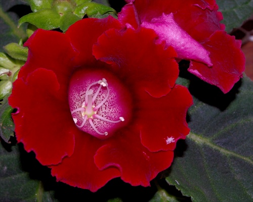 Gloxinia pre nezábudku 1