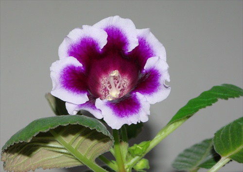 Gloxinia