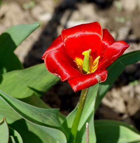 červený tulipán