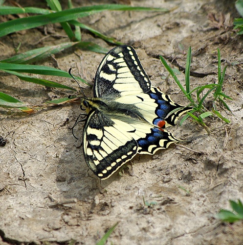 motýľ na zemi