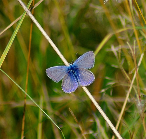 modrý motýlik