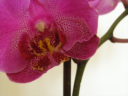 Orchidea