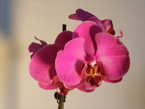 Orchidea 3