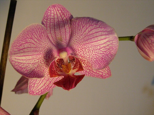 Orchidea 4