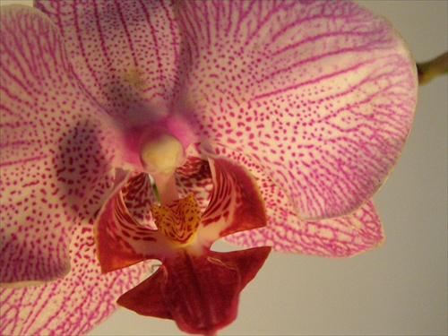 Orchidea 5