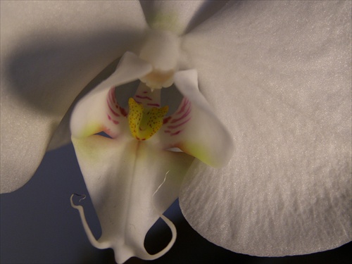 Orchidea 6