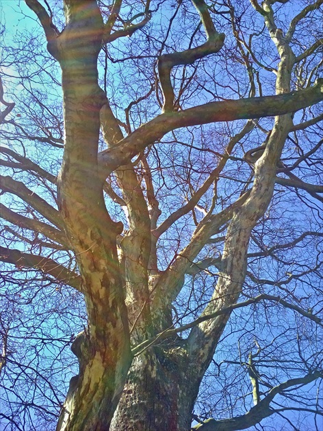 Žily stromu