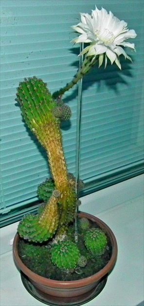 Kaktusík_1