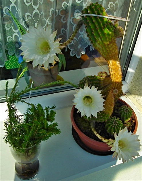 Kaktus doma