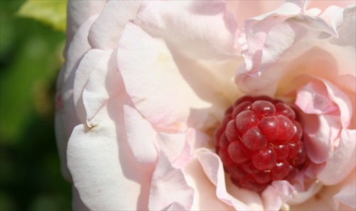Ruža malinová