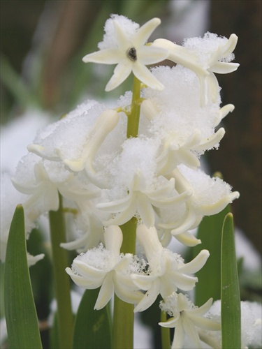 Hyacint so snehom
