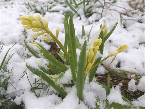 Žltý hyacint v snehu