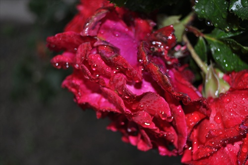 Ruže pre Kráľovnú dažďa