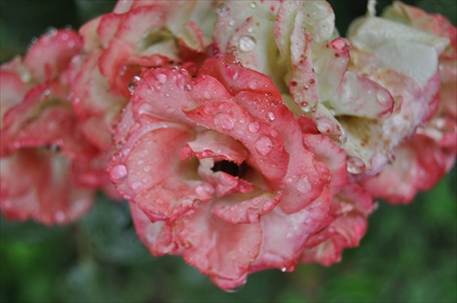 Kráska v ružovom sade