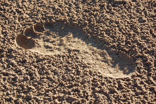 Stopa v piesku