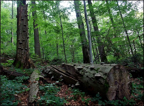 Bukovské pralesy..