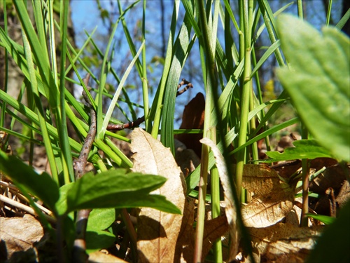 mravčí pohľad z trávy