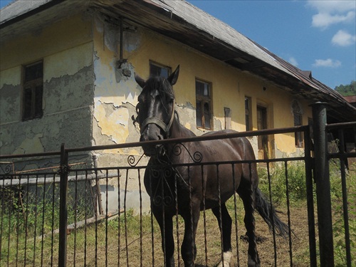 Kôň Kastor
