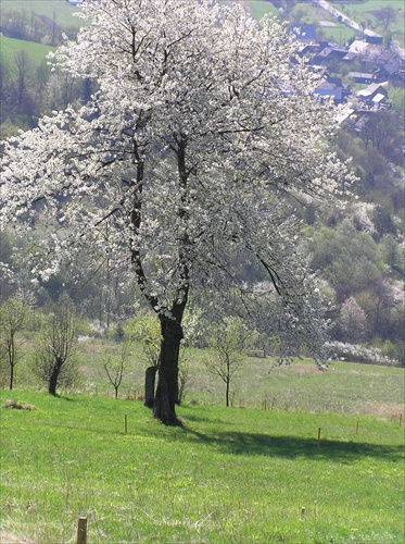 Strom, čo práve kvitne