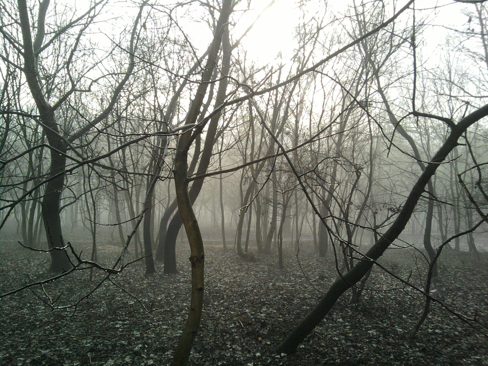 Petržalský les