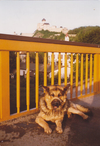Bojar
