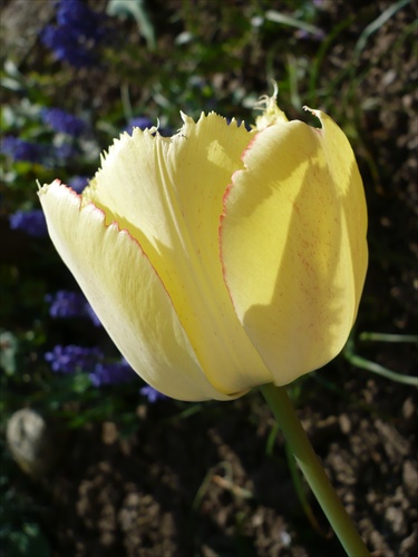 tulipán s tieňom