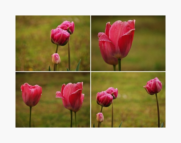 Tulipány v daždi